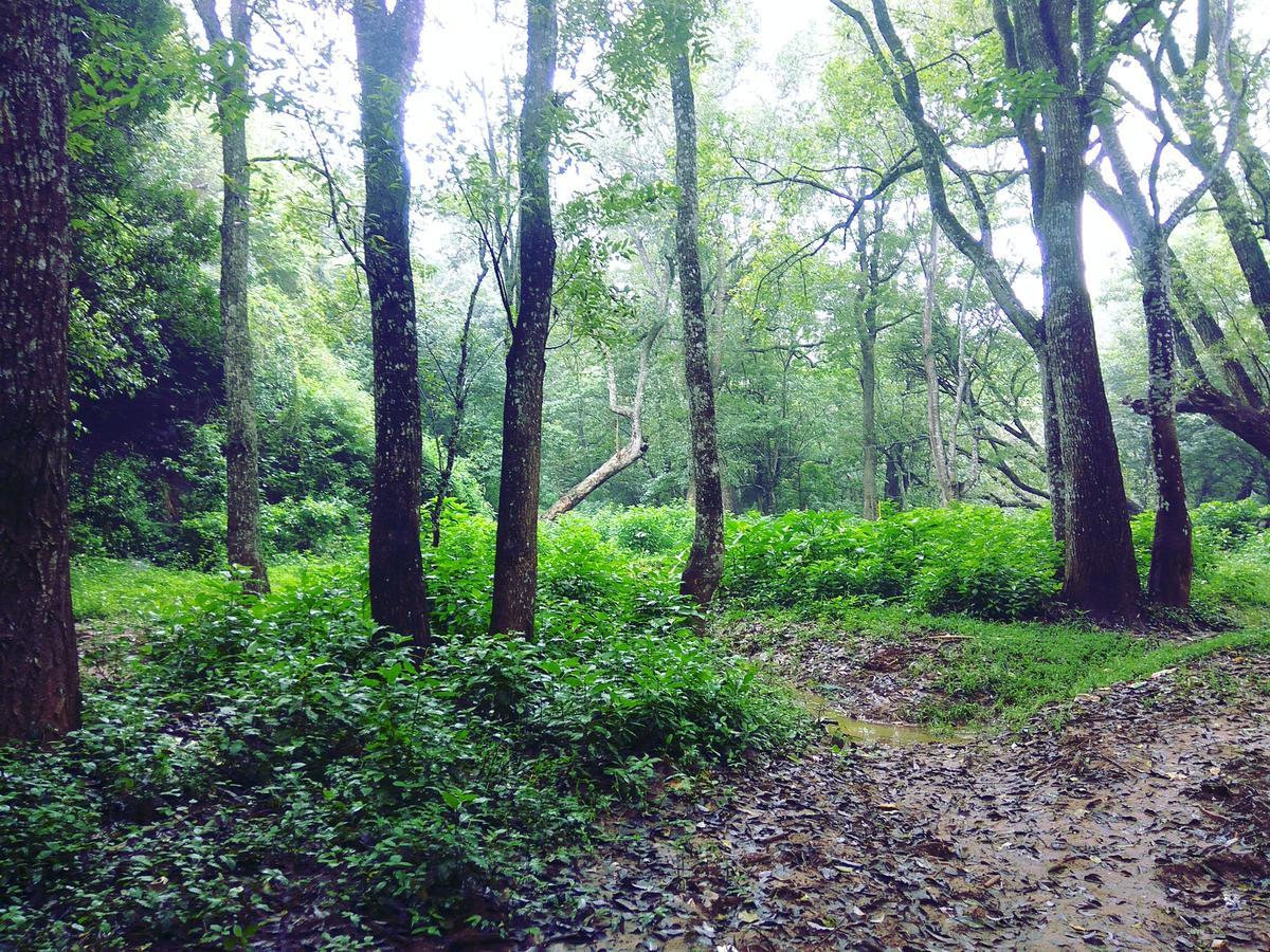 Secret Valley Jungle Resort Udagamandalam Exterior foto